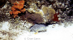 Cozumel Toadfish and an Arrow Crab "hidden" in the coral ... by Cheri Denn 